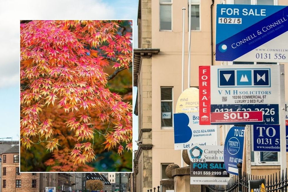 MAPLE TREE AND HOUSE SALE SIGNS