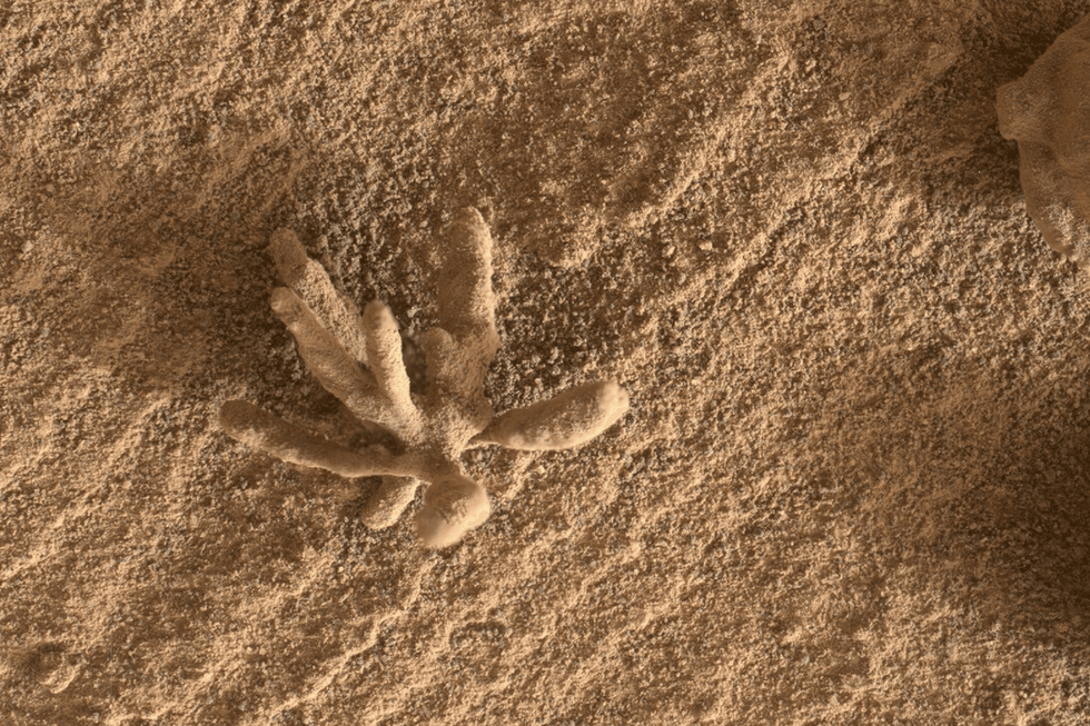 Mars coral rock