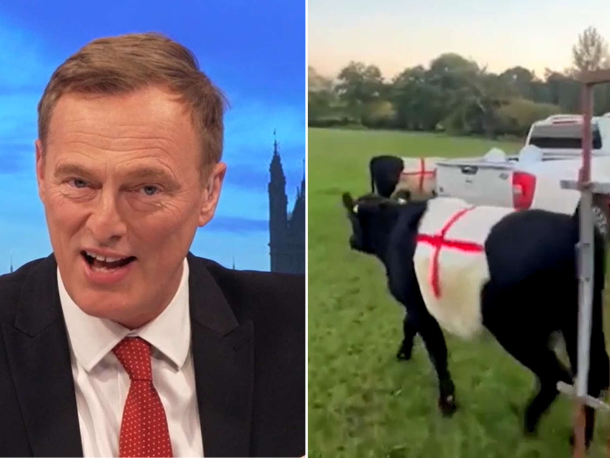 Martin Daubney; cows spraypainted with St George's cross