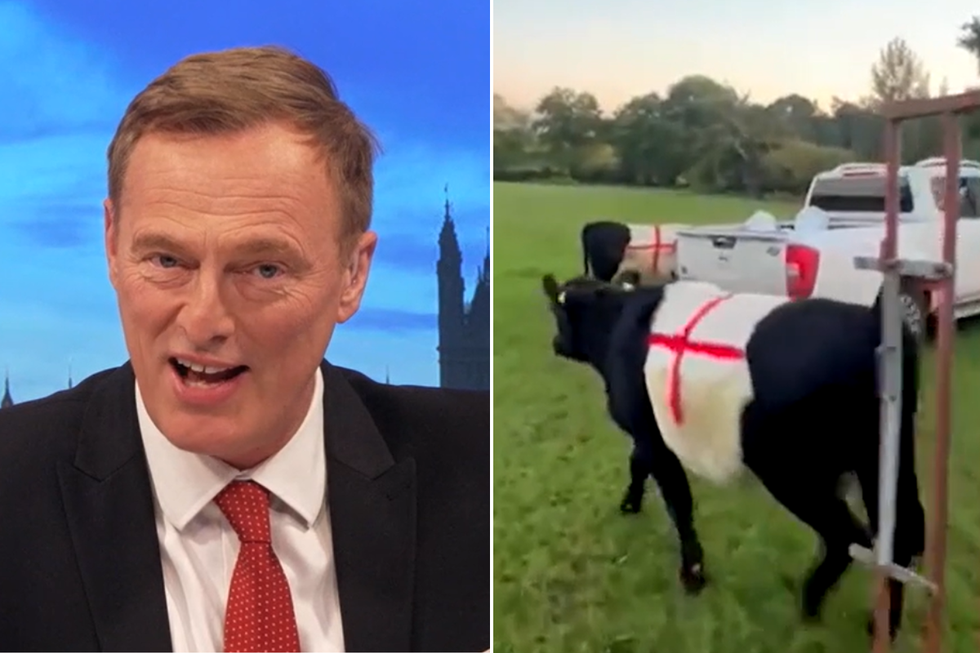 Martin Daubney; cows spraypainted with St George's cross