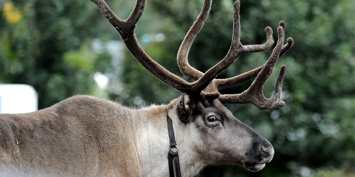 NextImg:Christmas market forced to ditch traditional reindeers after strict orders issued by UK officials