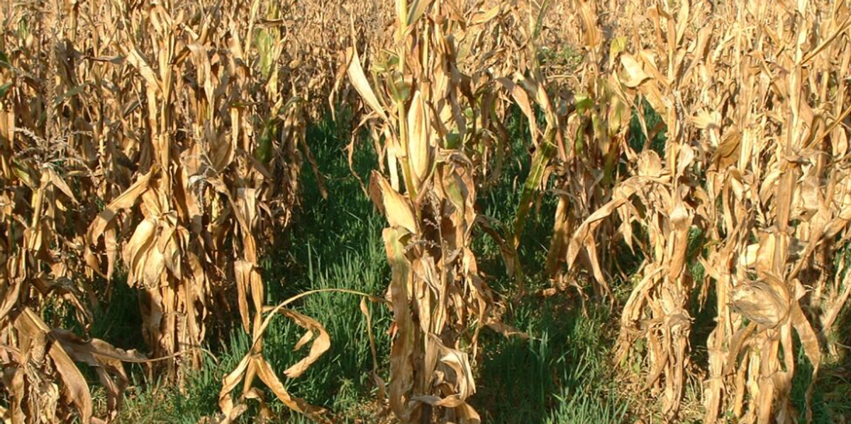 NextImg:Britain's farmers face horror £600m blow after suffering 'second worst harvest on record'