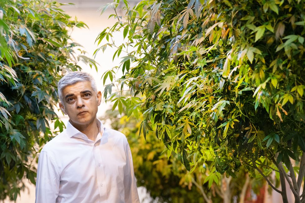Mayor of London Sadiq Khan walks through cannabis plants which are being legally cultivated at 'Traditional' a licensed factory in Los Angeles where the mayor was seeing for himself how legalised cannabis production operates in California on day 3 of a planned 5 day visit to the US. Picture date: Wednesday May 11, 2022.