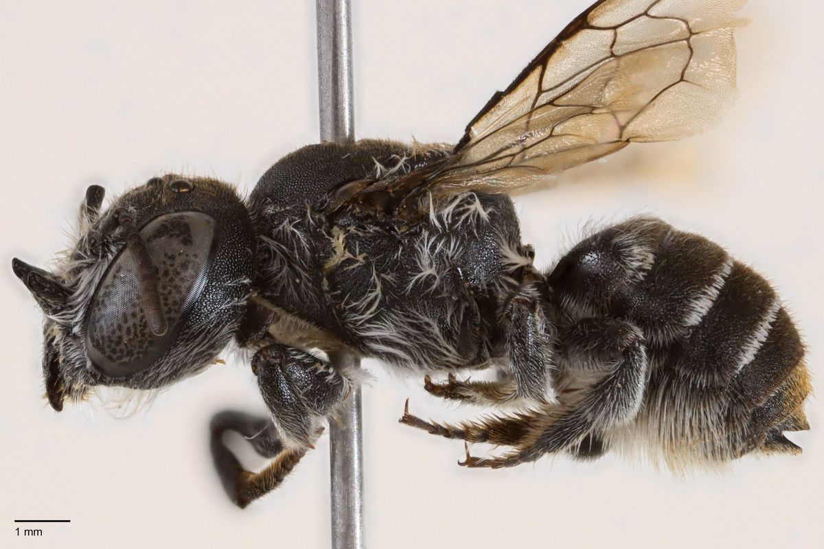Megachile lucifer bee