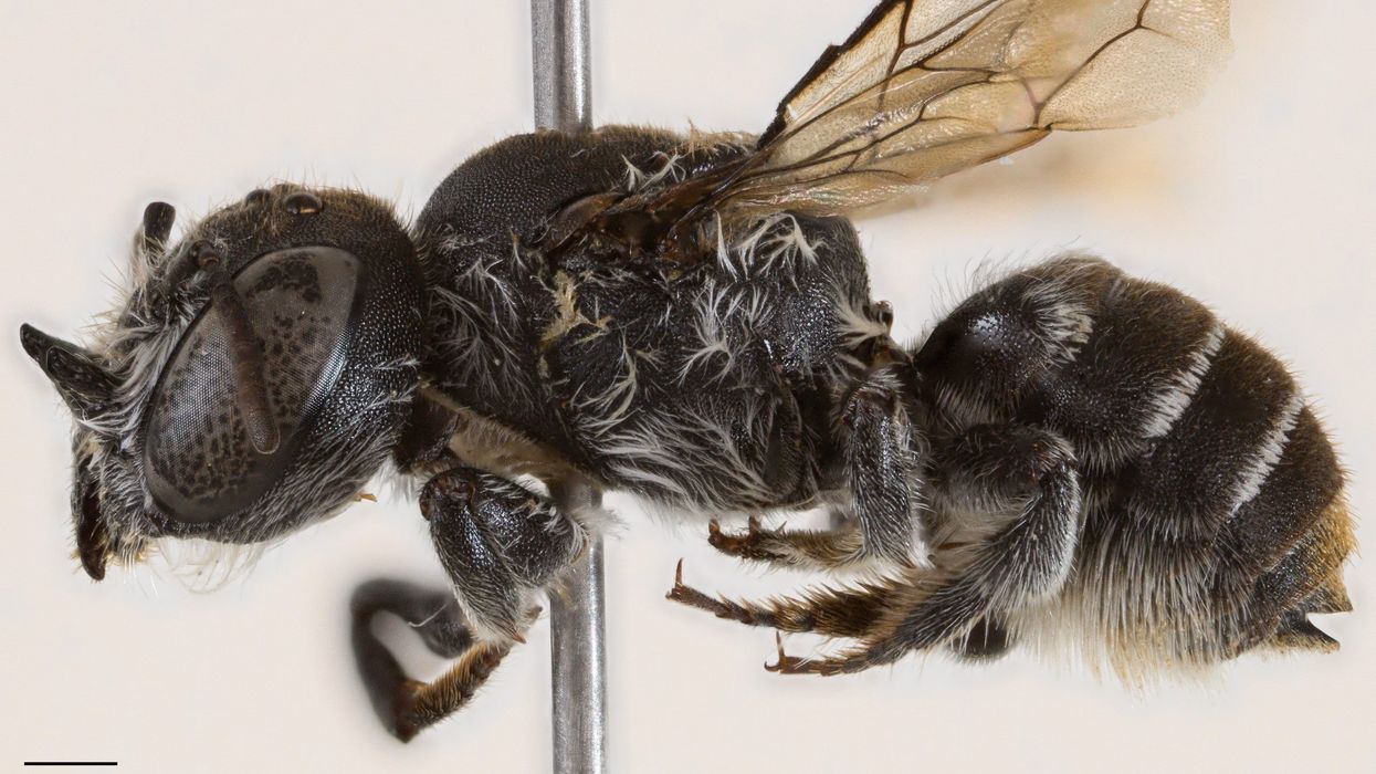 Megachile lucifer bee