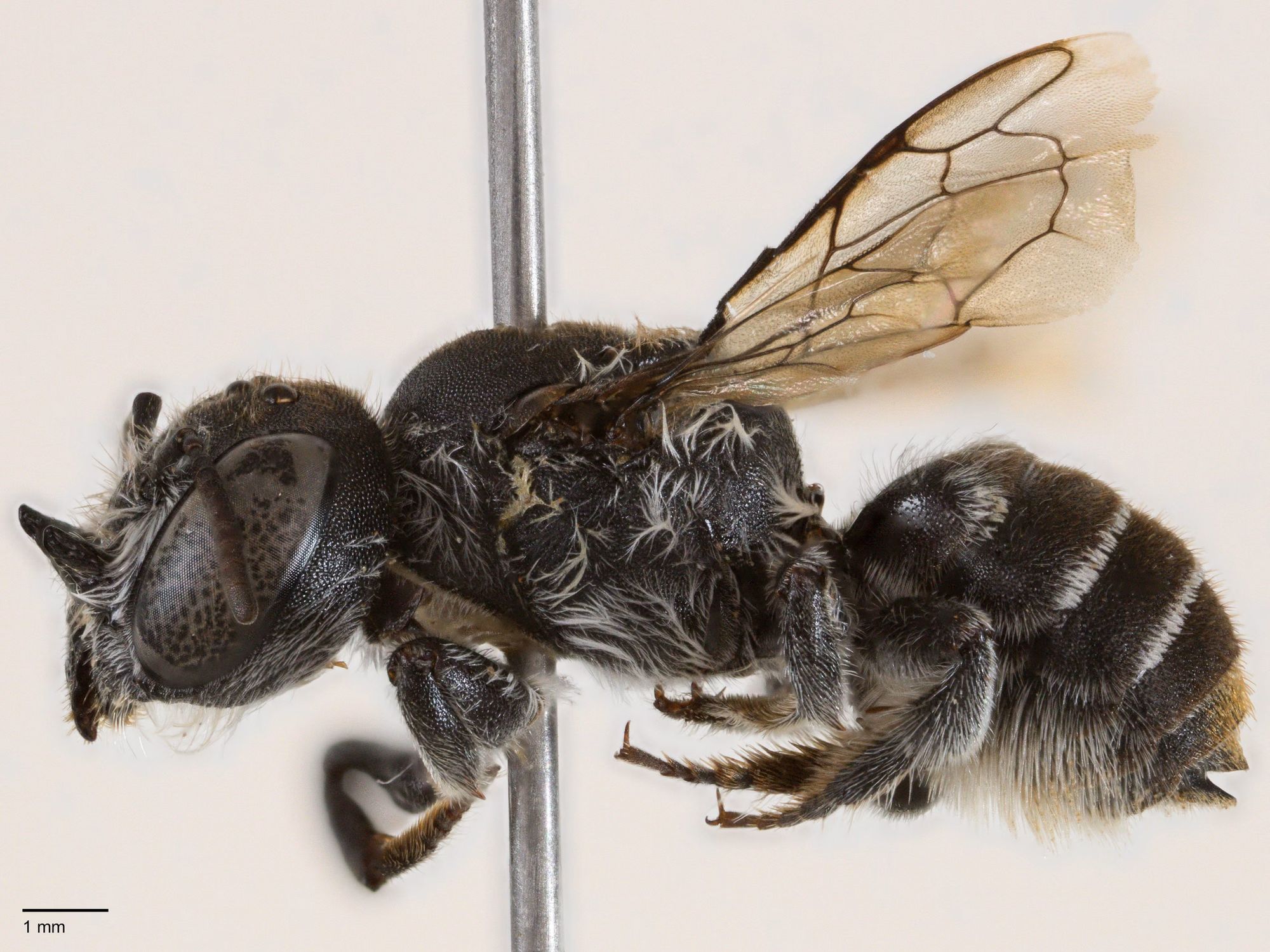 Megachile lucifer bee