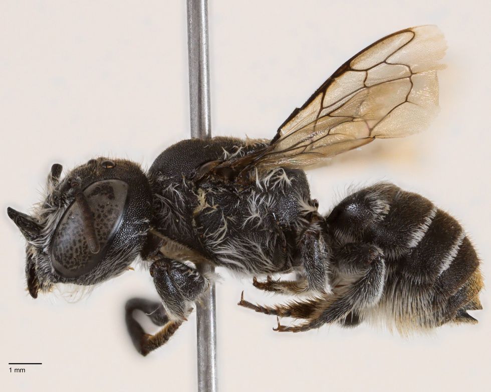 Megachile lucifer bee
