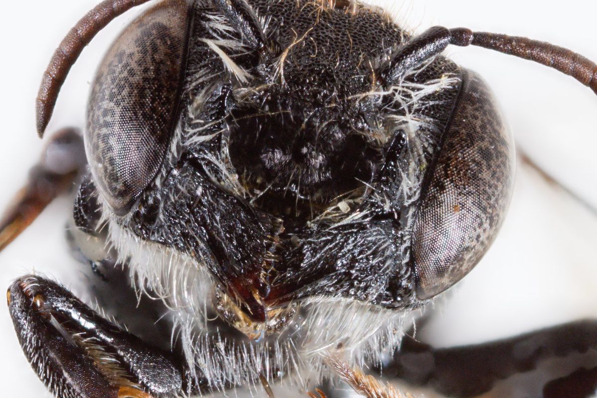 Megachile lucifer bee