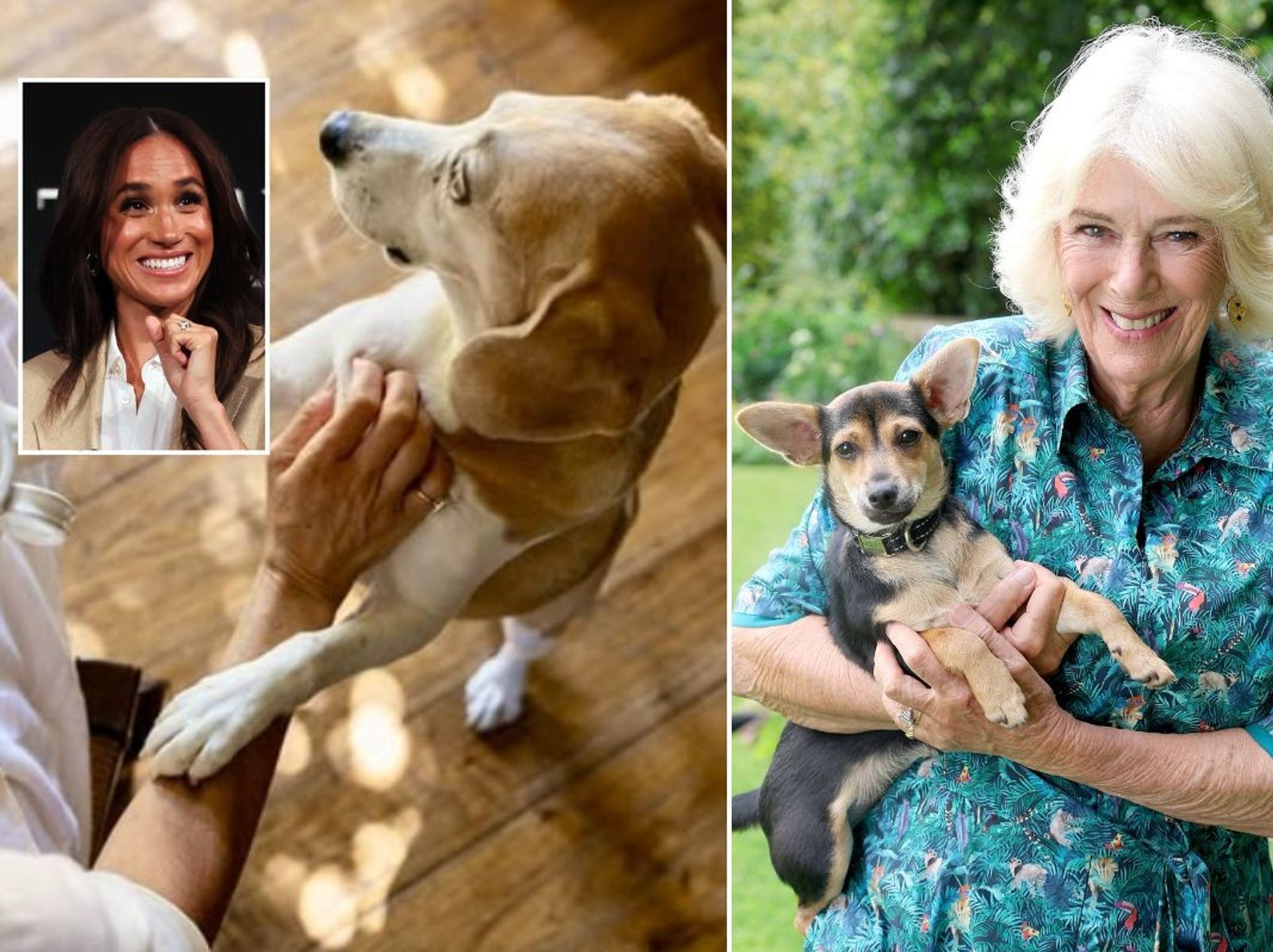 Meghan Markle, Mia, Queen Camilla, Moley