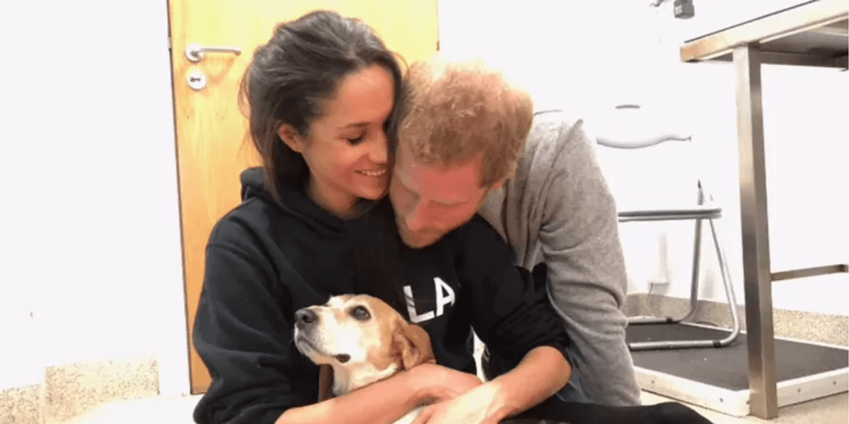 Meghan Markle and Prince Harry ‘sat on the floor’ after their dog suffered a ‘terrible accident’, vet reveals Meghan Markle and Prince Harry ‘sat on the floor’ after their dog suffered a ‘terrible accident’, vet reveals