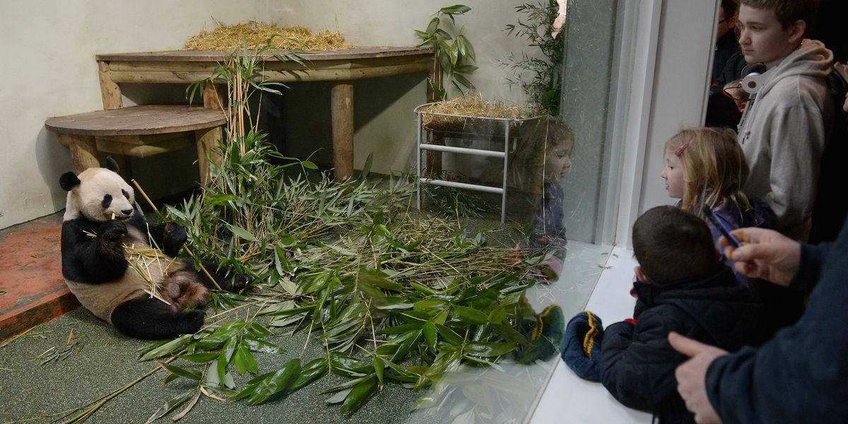 NextImg:Edinburgh Zoo gives Britons chance to say final goodbye to giant pandas before last in UK disappear