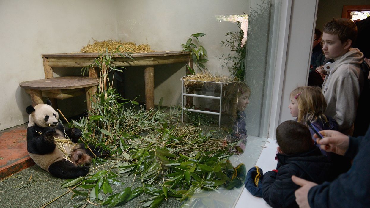 Members of the public view Yang Guang, the male Panda at Edinburgh Zoo