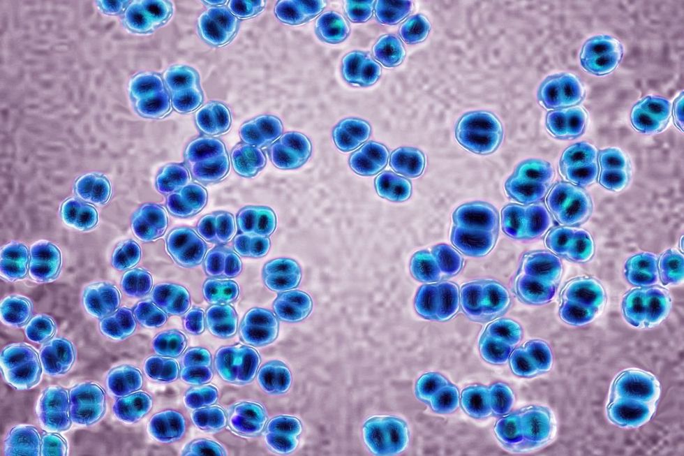 meningitis microscope