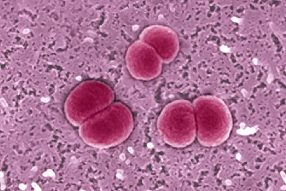 MENINGITIS