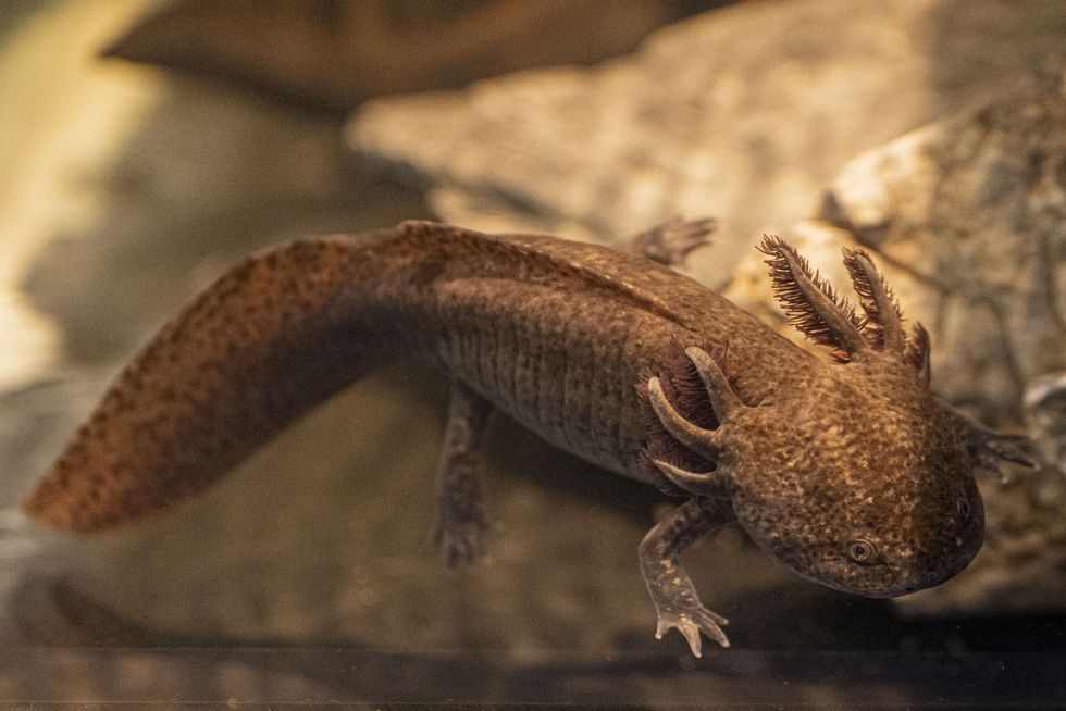 Mexican axolotl