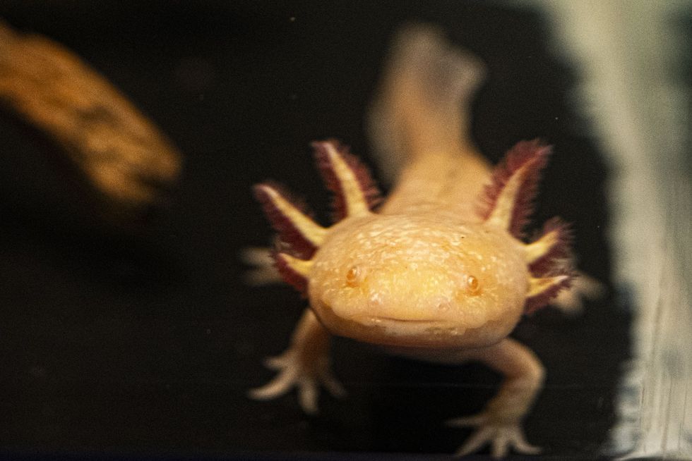 Mexican axolotl