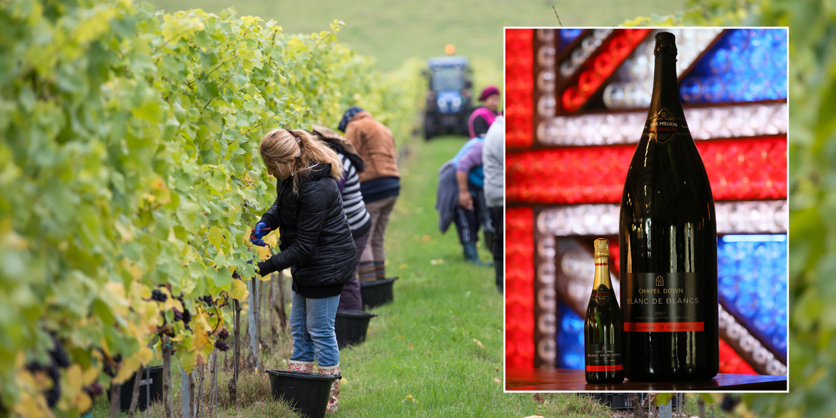 English sparkling wine eats into Champagne market share after ‘record breaking’ harvest