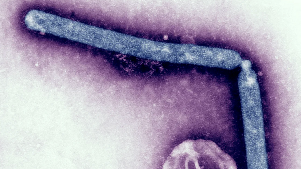 Microscopic image of HN51 particles