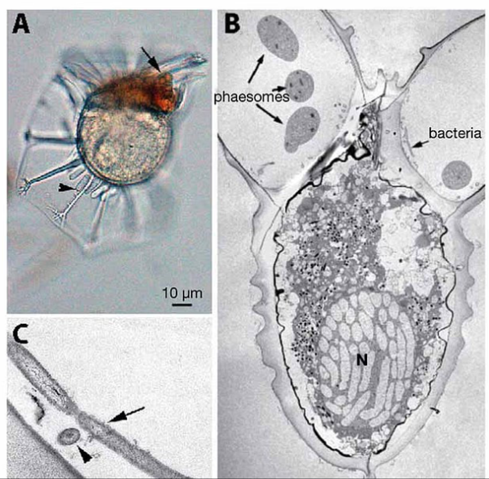 Microscopic organisms