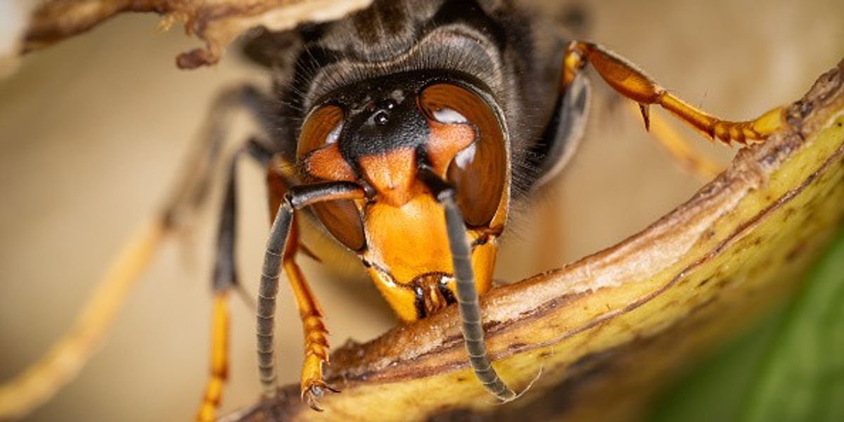NextImg:'Spreading across Europe!' Asian hornet invasion poses 'extra threat' as deadly insects invade UK