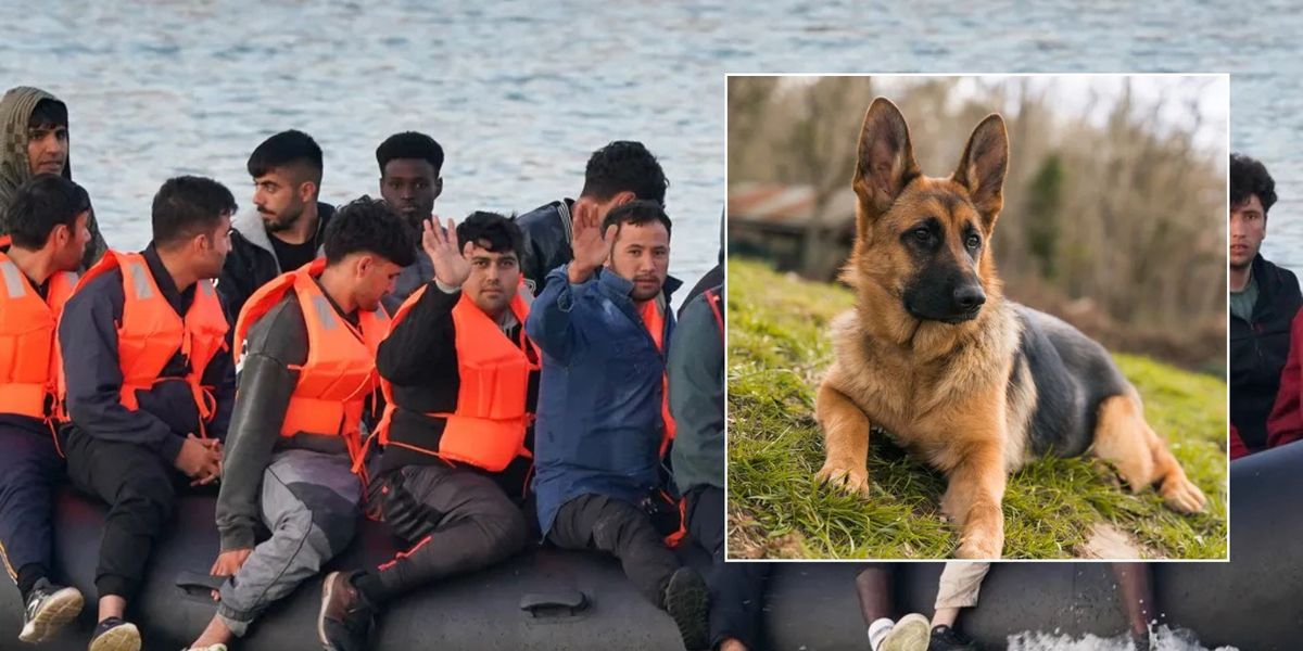 NextImg:'Barking mad!' Taxpayers pay thousands for migrant's dog to be kept in kennel after Channel crossing