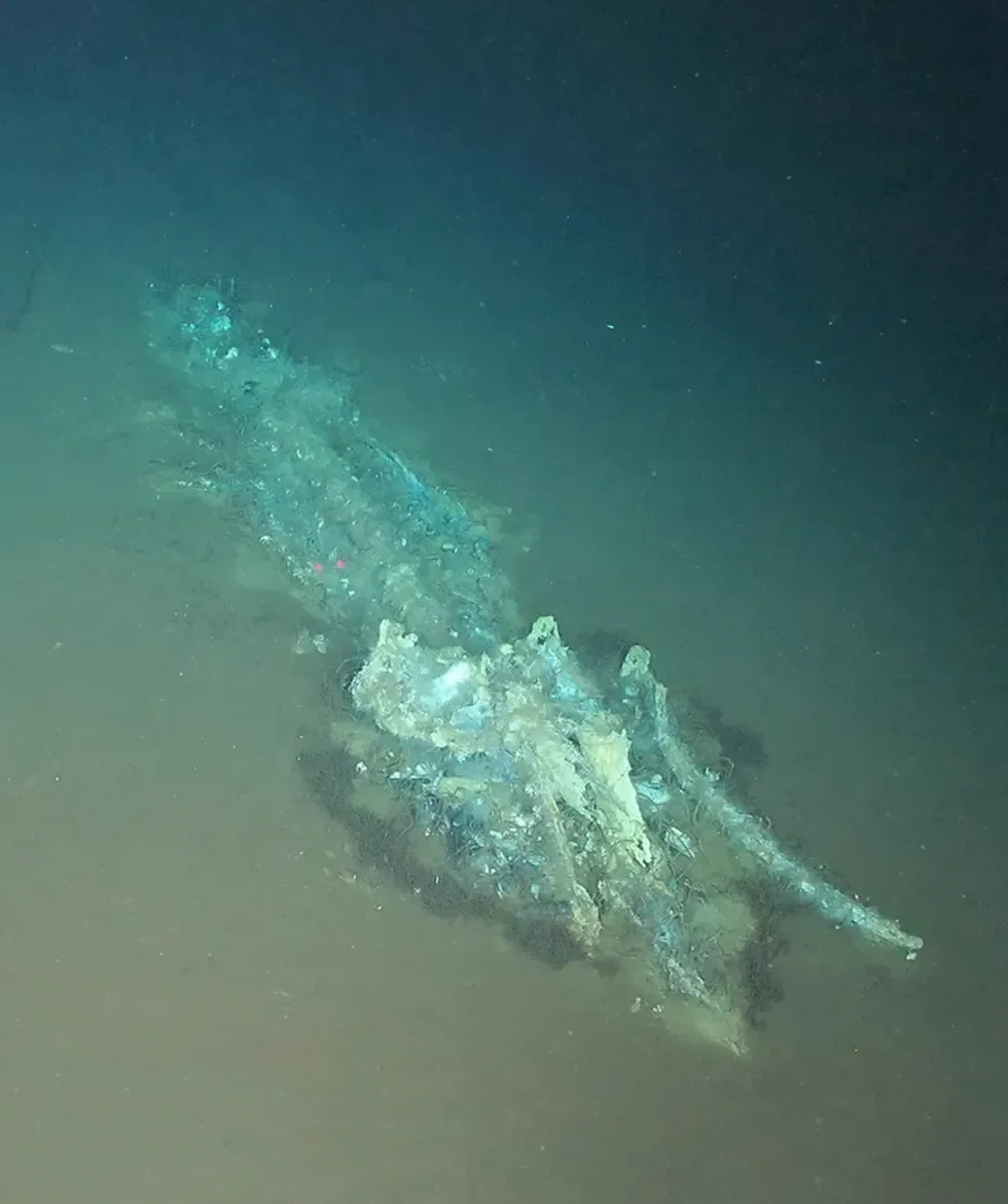 Minke whale remains