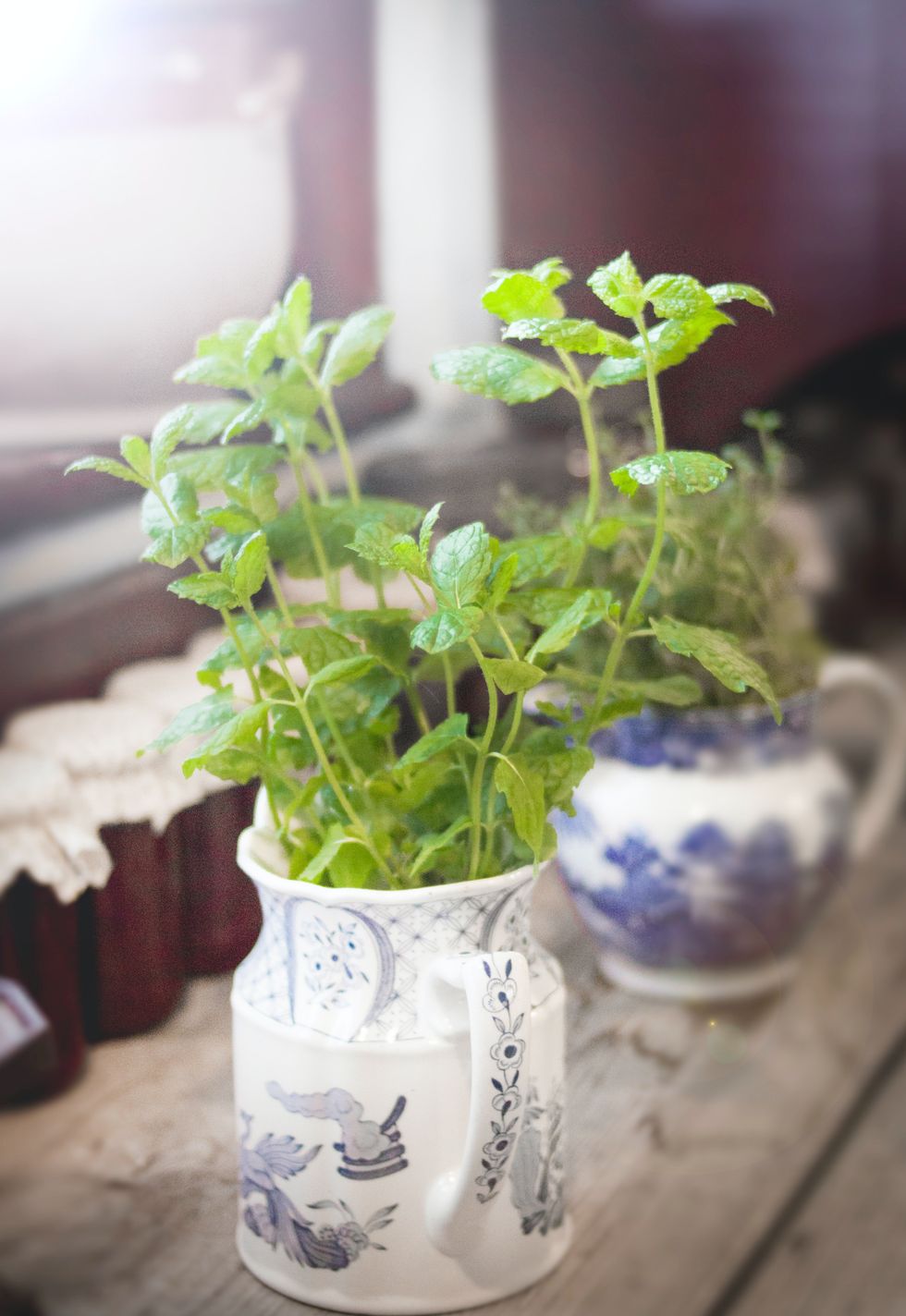 Mint in pot at home