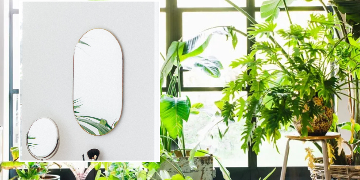 NextImg:Gardener shares 'crucial' techniques for leafy houseplants in winter - 'it's fantastic!'
