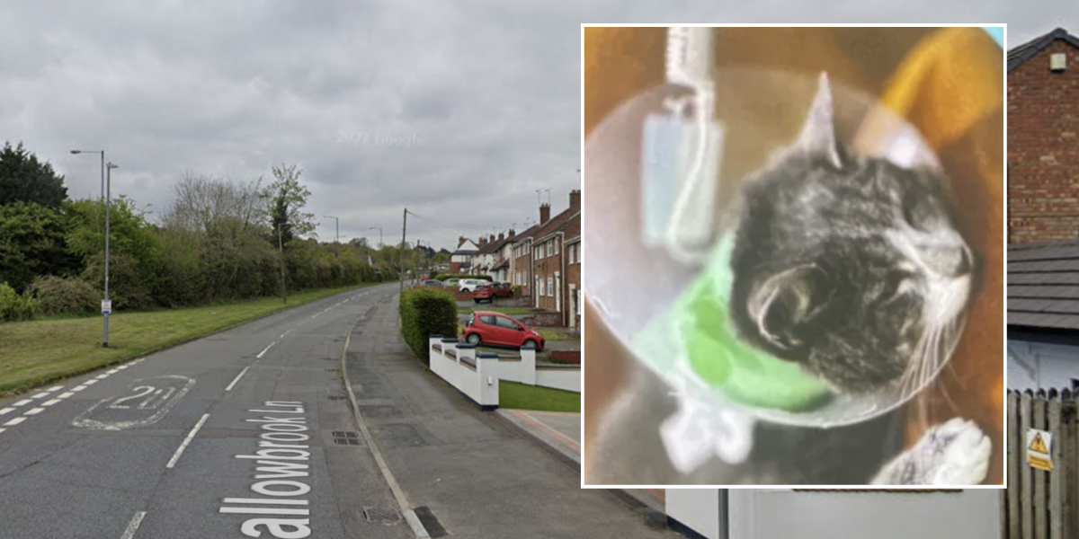 NextImg:XL Bully and Pitbull team up to viciously maul cat with family pet suffering horror puncture wounds