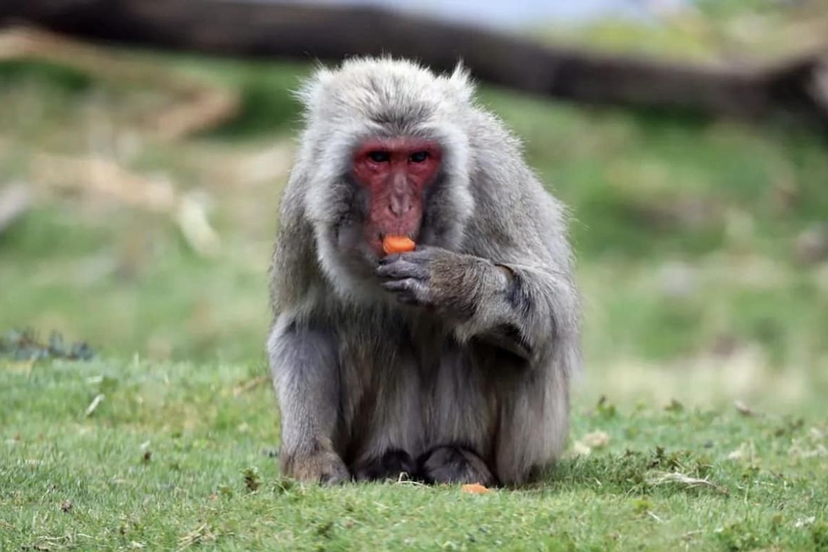 Monkey escaped from Scottish zoo