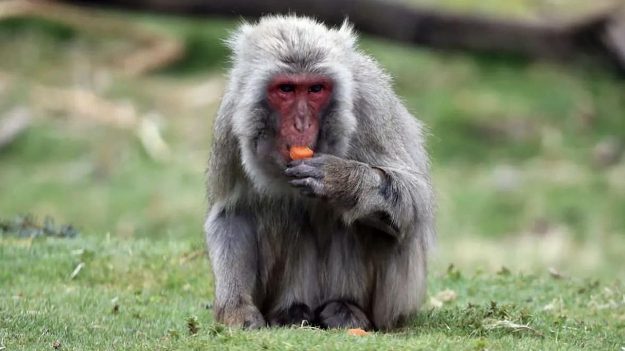 Monkey escaped from Scottish zoo