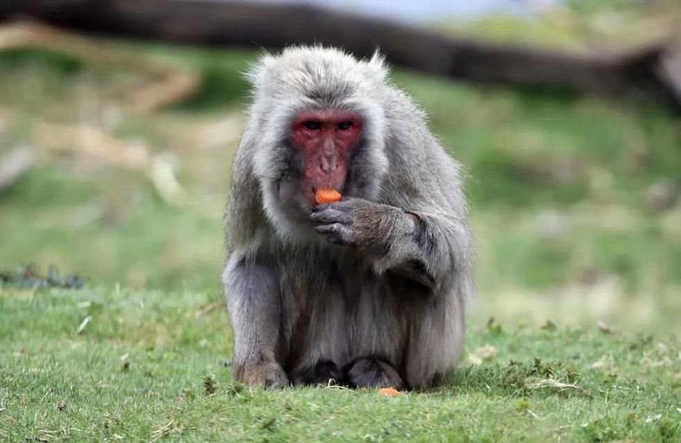 Monkey escaped from Scottish zoo