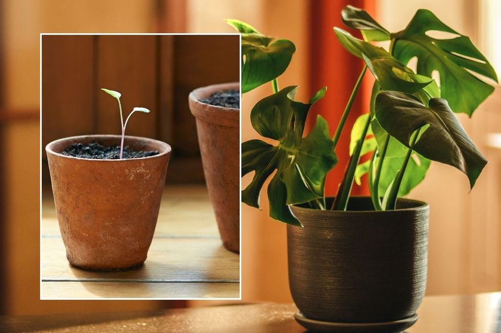 monstera and pot plant