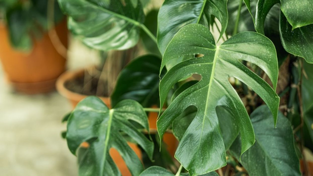 monstera plant stock image