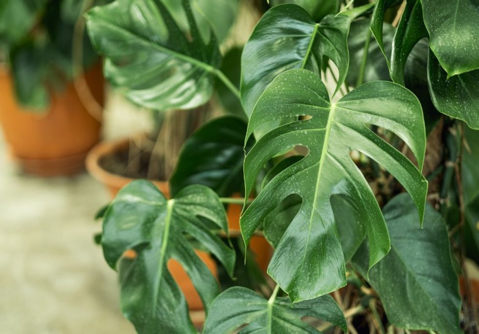 monstera plant stock image