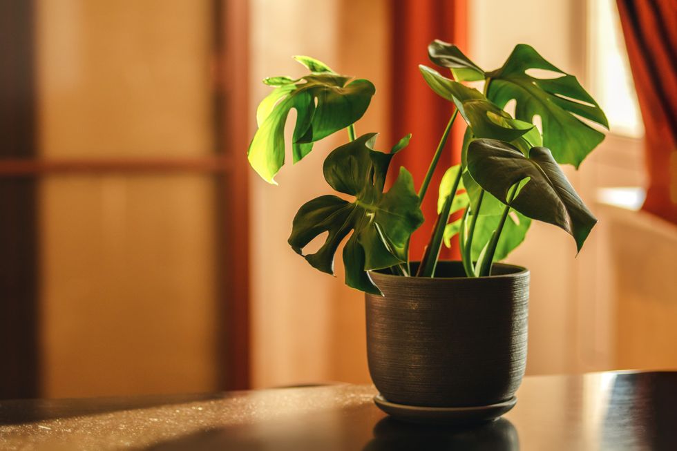 Monstera plants