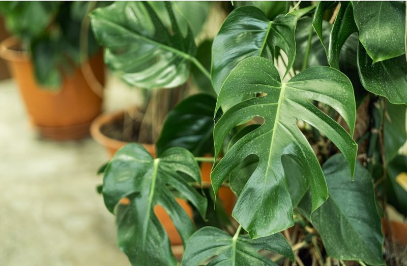 Houseplants: Swiss cheese plants are a 'visual treat' and easy to care for  - but expert shares a warning for winter