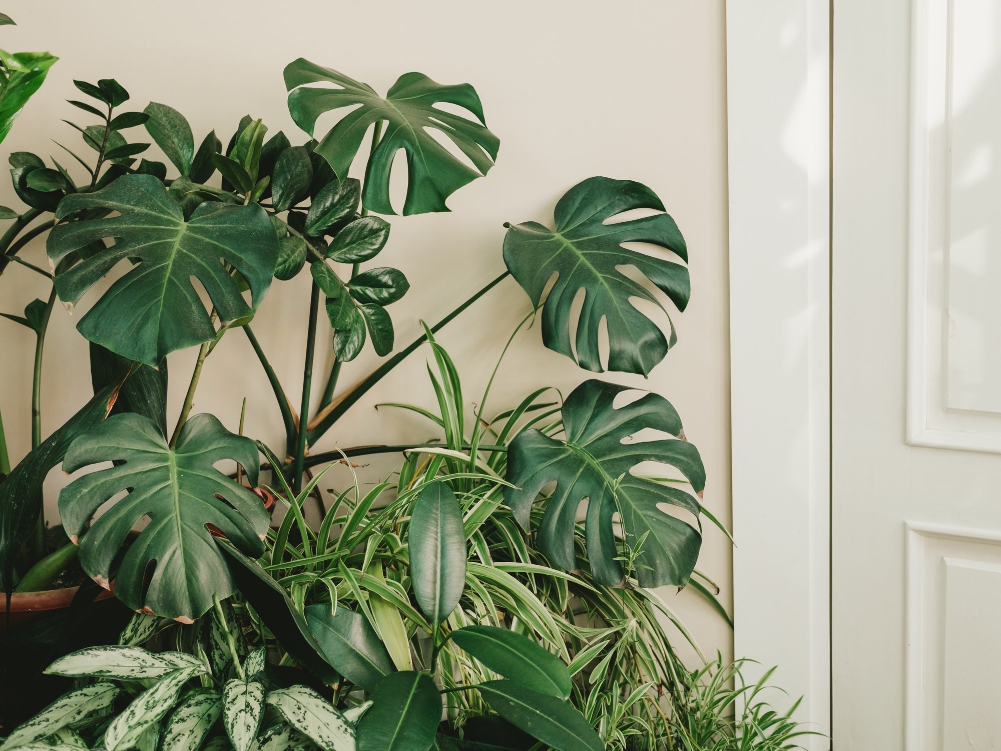 Monstera plants