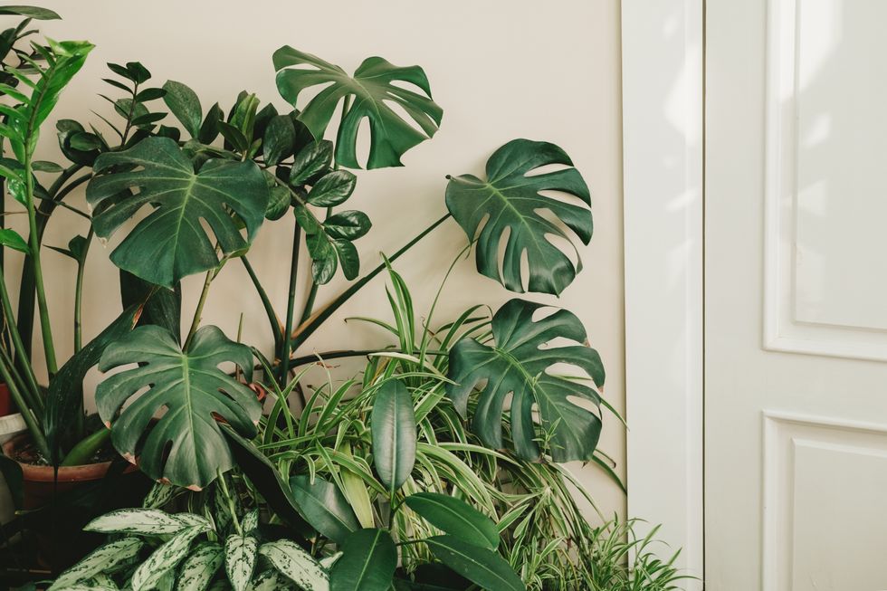 monstera plants