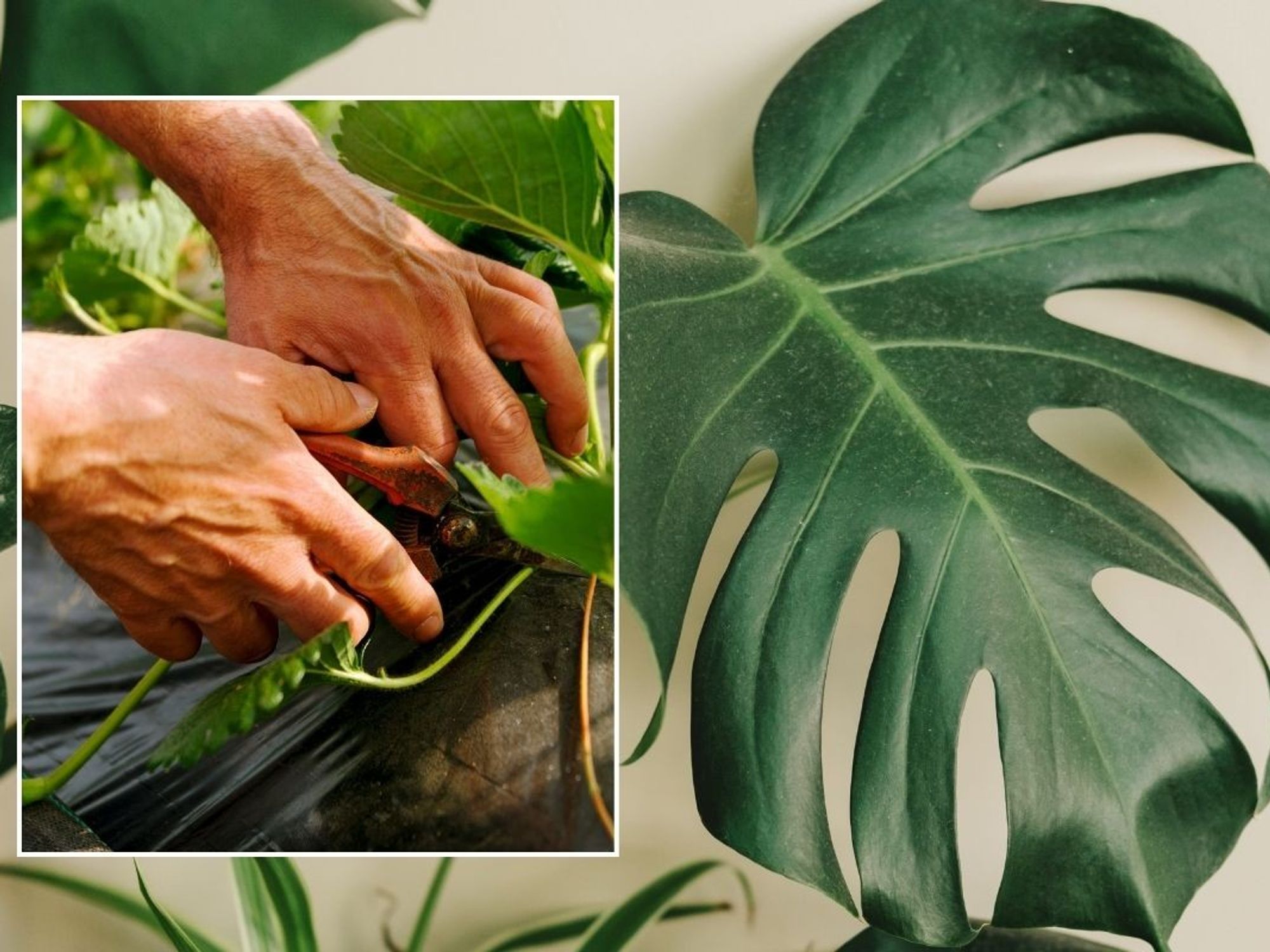 MONSTERA POTTING