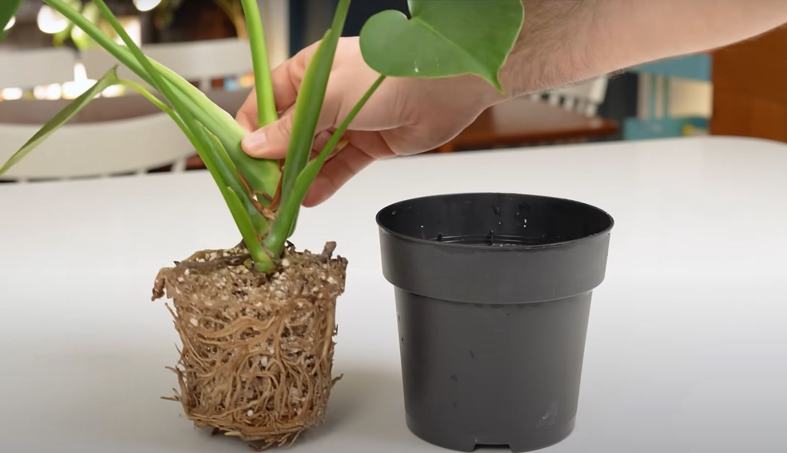 monstera roots next to pot