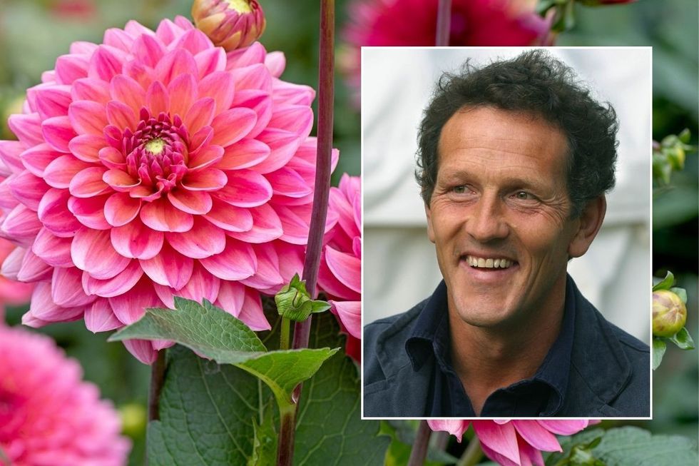 monty don and dahlias