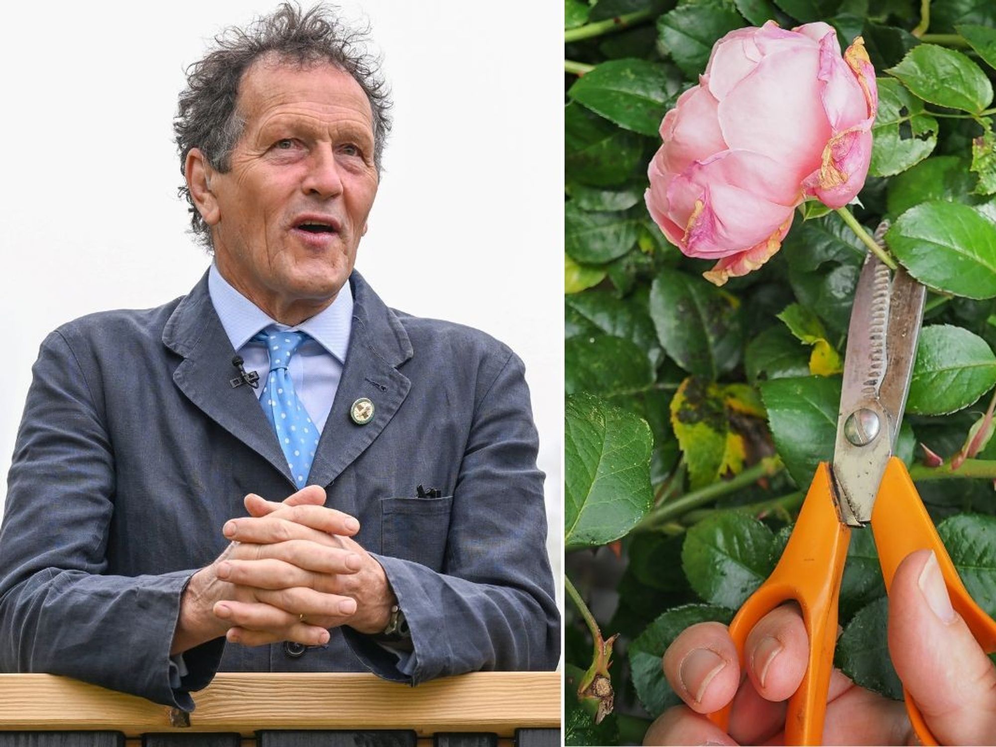 MONTY DON AND ROSE STOCK IMAGE