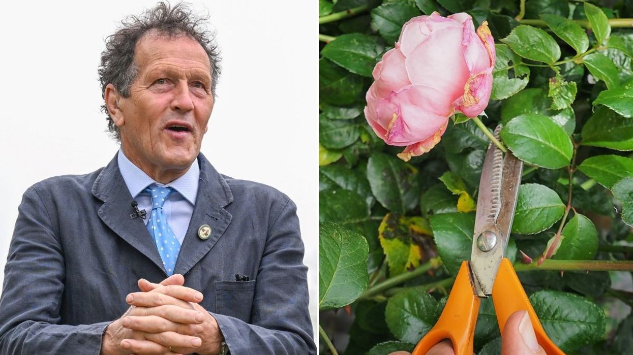 MONTY DON AND ROSE STOCK IMAGE