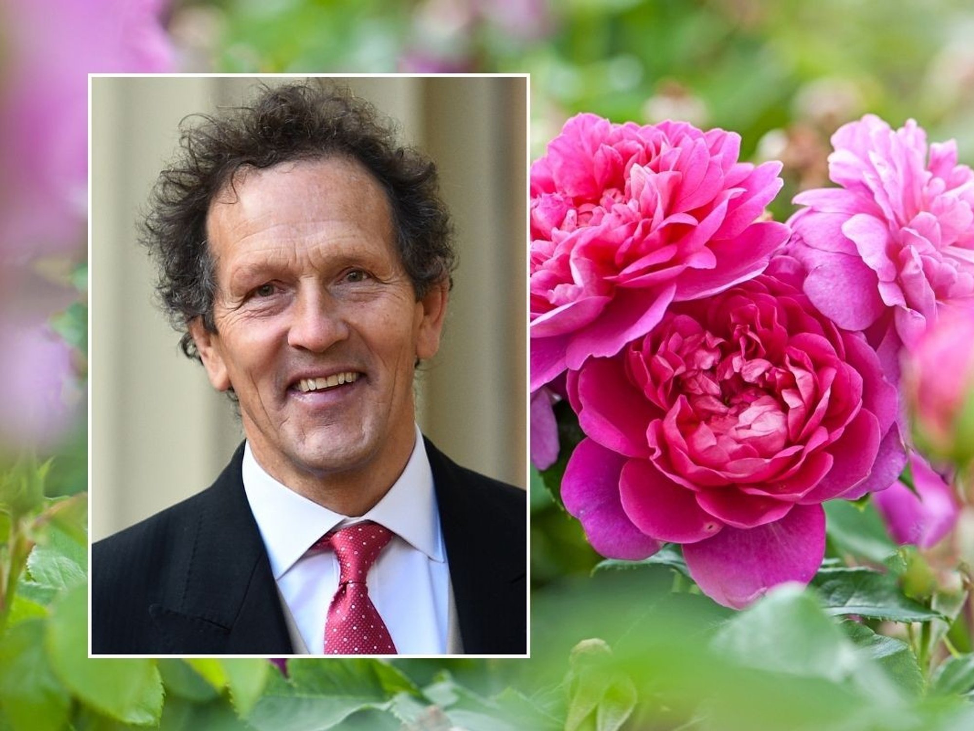 Monty Don and roses