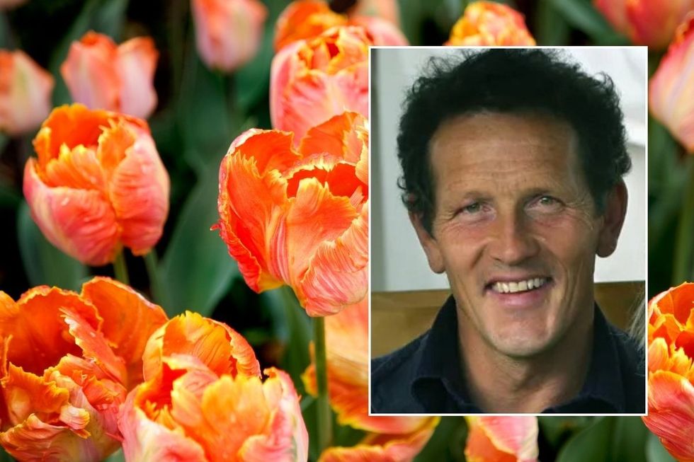 monty don and tulips stock image