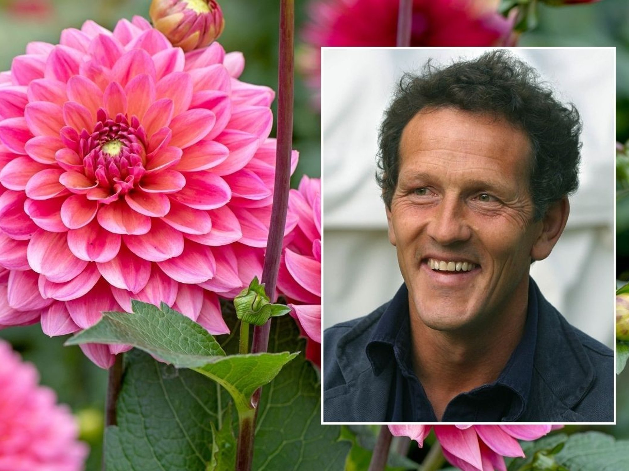 monty don dahlia
