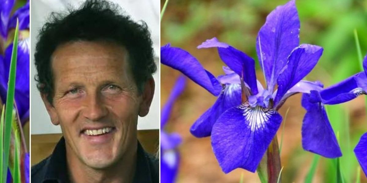 NextImg:Monty Don shares simple hack to enhance bulb growth as autumn is optimal time to start planting