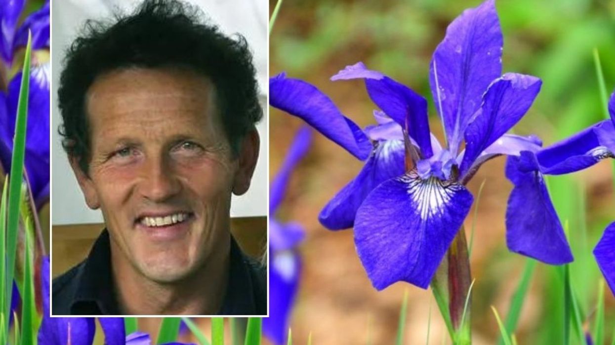 MONTY DON HEADSHOT