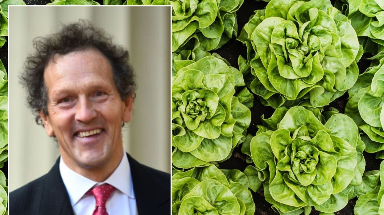 Monty Don / Lettuce